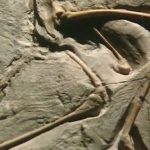 Lost Worlds, Vanished Lives