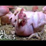 Animal Pharm: Food For Thought