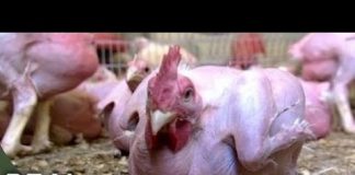 Animal Pharm: Food For Thought