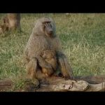 Animals Like Us: Business