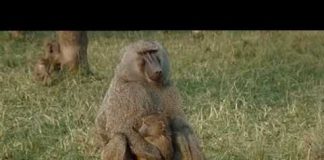 Animals Like Us: Business