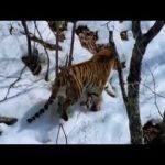 Tigers Fighting Back