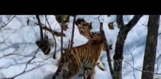 Tigers Fighting Back