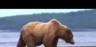 What Plants Talk About