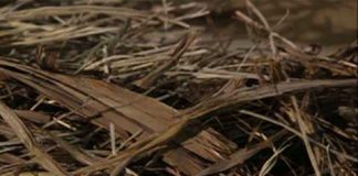 Scientific American Frontiers – The Secret Canyon