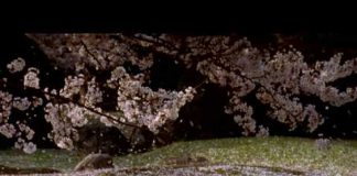 The Way of the Samurai