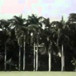 Sacrifice at Pearl Harbor