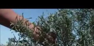 Mongolia – Ninja Nation