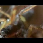 Life in the Undergrowth