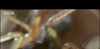 Life in the Undergrowth