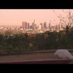 The Majestic Plastic Bag