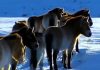 Wild Horses: Return to China