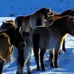 Wild Horses: Return to China