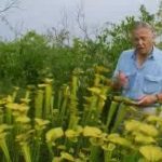 The Private Life of Plants