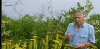 The Private Life of Plants