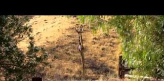 Lock N Load – Blades