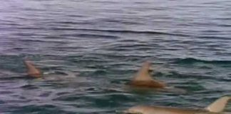 Private Lives of Dolphins