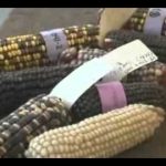 Genetically Modified Food – Panacea Or Poison