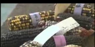 Genetically Modified Food – Panacea Or Poison