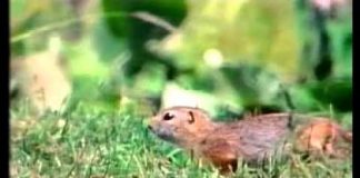 The Silk Road – Where Horses Fly Like the Wind