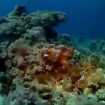 Treasures of the Great Barrier Reef