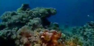 Treasures of the Great Barrier Reef