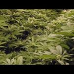 CannaBiz: The Secret Economy of Marijuana