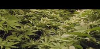 CannaBiz: The Secret Economy of Marijuana