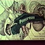 A World Without Cancer – The Story of Vitamin B17