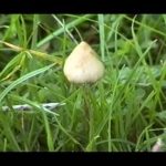 Manna – The Psilocybin Mushroom