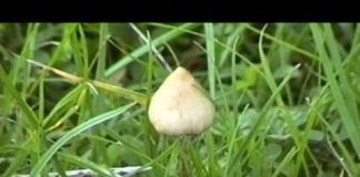 Manna – The Psilocybin Mushroom