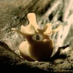 Paleoworld – The Earthshakers