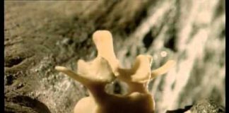 Paleoworld – The Earthshakers