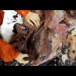 Inside Nature’s Giants: The Leatherback Turtle