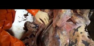 Inside Nature’s Giants: The Leatherback Turtle