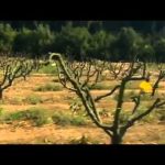 The Secret Family of Jesus