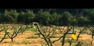 The Secret Family of Jesus