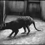 Tasmanian Tiger: End of Extinction
