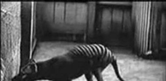 Tasmanian Tiger: End of Extinction