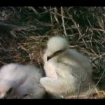 Mutual of Omaha’s Wild Kingdom: Strange Partnership