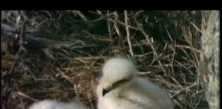 Mutual of Omaha’s Wild Kingdom: Strange Partnership