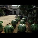 Ai Weiwei: Without Fear or Favour