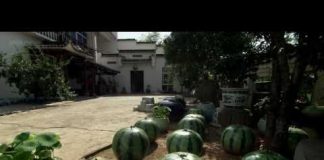 Ai Weiwei: Without Fear or Favour