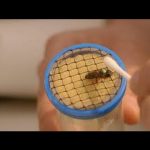 What’s Killing Our Bees