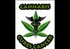 Healing Cancer with Cannabis