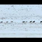 In the Valley of the Wolves