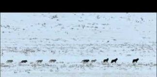 In the Valley of the Wolves