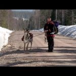 The Last Generation? Sami Reindeer Herders in Swedish Lapland