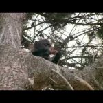 Inside Nature’s Giants: Rogue Baboon