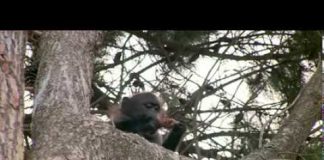 Inside Nature’s Giants: Rogue Baboon